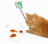 Fishing Cat: оригинал