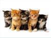 Схема вышивки «5 cute cats»