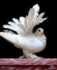 Схема вышивки «Белый голубь»