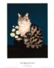 Схема вышивки «Портрет кошки»