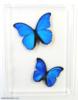 Схема вышивки «Blue Butterflies»