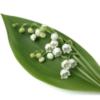 Lily of the Valley: оригинал
