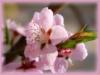 Схема вышивки «Персик цветет»