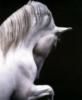 Схема вышивки «Белая лошадь »