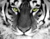 Белый тигр 2: оригинал