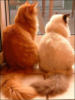 Схема вышивки «Коты в персиковых тонах»