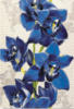 Синяя орхидея: оригинал