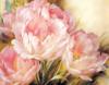 Схема вышивки «Розовые тюльпаны  №1»