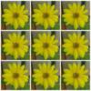 Схема вышивки «9 Baby Sunflowers»