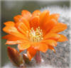 Схема вышивки «Цветок кактуса»