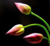 Tulips: оригинал