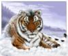 Схема вышивки «Siberian Tiger»