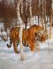 Схема вышивки «Siberian Tiger»