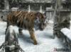 Тигр и снег: оригинал