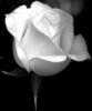 Схема вышивки «Белая роза +»