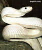 Схема вышивки «Белая змея»
