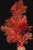 Схема вышивки «Red Coral»