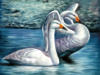 Swans: оригинал