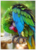 Зеленый попугайчик: оригинал