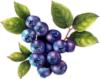 Схема вышивки «Blueberries»