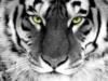 Схема вышивки «Tiger with Green Eyes»