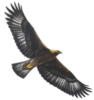 Схема вышивки «Golden Eagle»