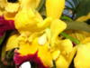 Желтые орхидеи: оригинал