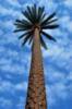 Схема вышивки «Palm Tree»