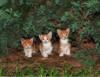 Три котенка под сосной: оригинал