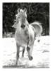 Схема вышивки «Лошадь на снегу»