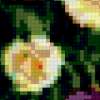 Тюльпаны (акварель): предпросмотр