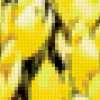 Желтые крокусы: предпросмотр