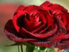 Красные розы: оригинал