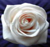 Белая роза: оригинал