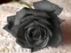 Схема вышивки «Черная роза»