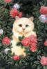 Схема вышивки «Кошечка в розах»