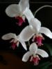 Орхидеи на черном: оригинал