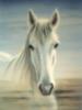 Белая лошадь (худ. Тисленко В.): оригинал