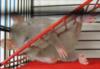 Схема вышивки «Крысёнок спит»