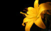 Схема вышивки «Жёлтенький цветочек»