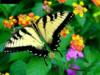 Красивая бабочка: оригинал