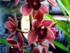 Орхидеи-2: оригинал