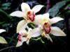 Орхидеи-6: оригинал