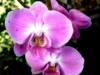 Орхидеи-7: оригинал
