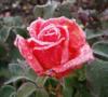 Схема вышивки «Красивая роза»