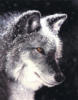 Схема вышивки «Wolf»