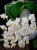 Белые орхидеи: оригинал