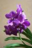 Ветка орхидеи: оригинал