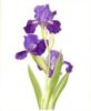 Схема вышивки «Irises»