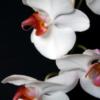 Схема вышивки «Подушка орхидеи»